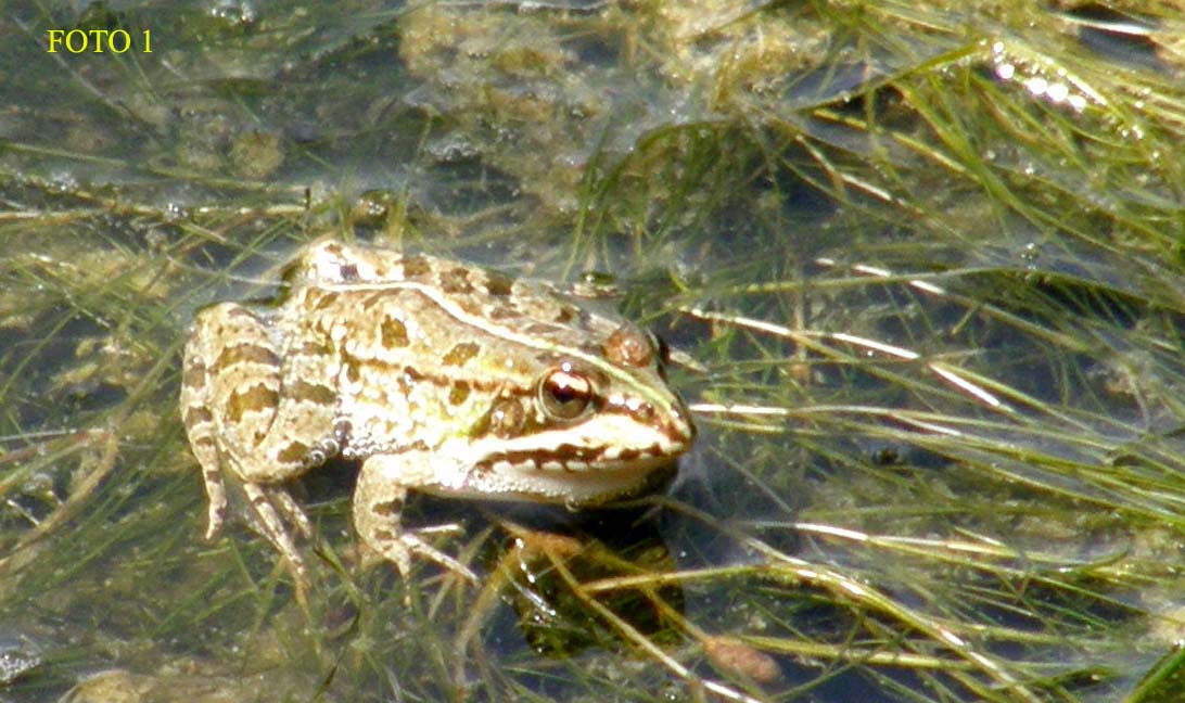 Pelophylax kl. esculentus? - Pelophylax sp.