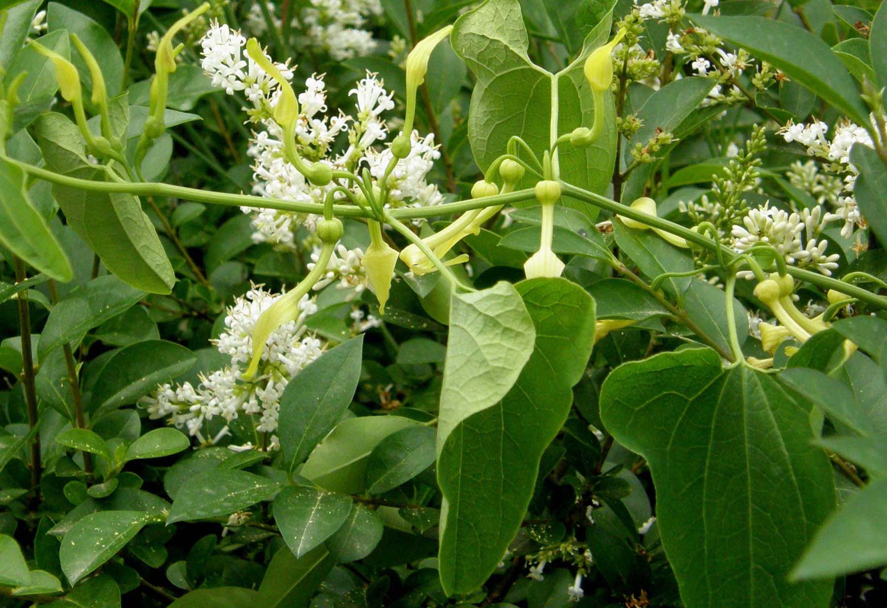 Aristolochia clematitis / Aristolochia clematite