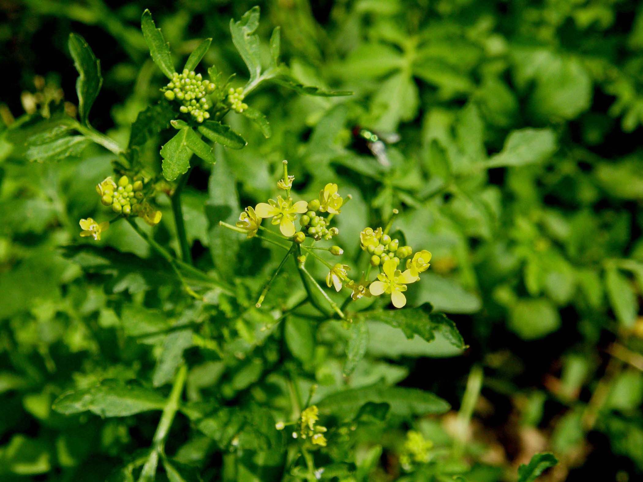 Rorippa sylvestris