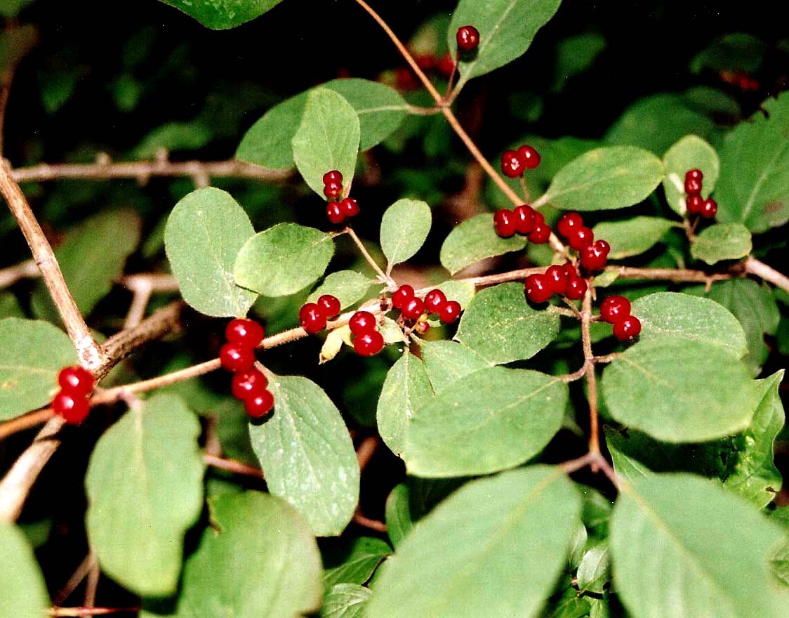 Bacche rosse:  Lonicera xylosteum  (Dipsacales-Caprifoliaceae)