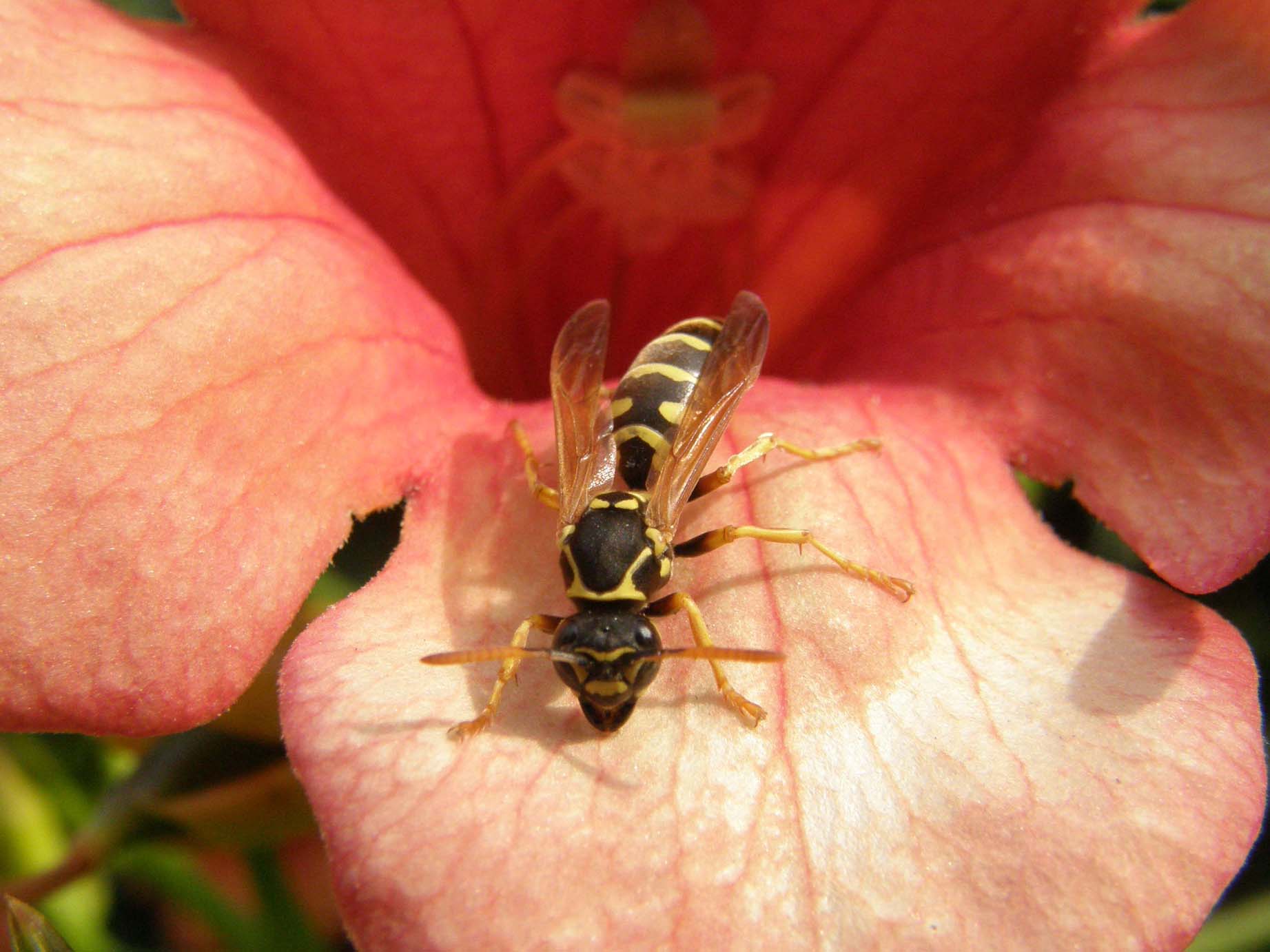 Predatrici in attesa? No. Polistes su fiori