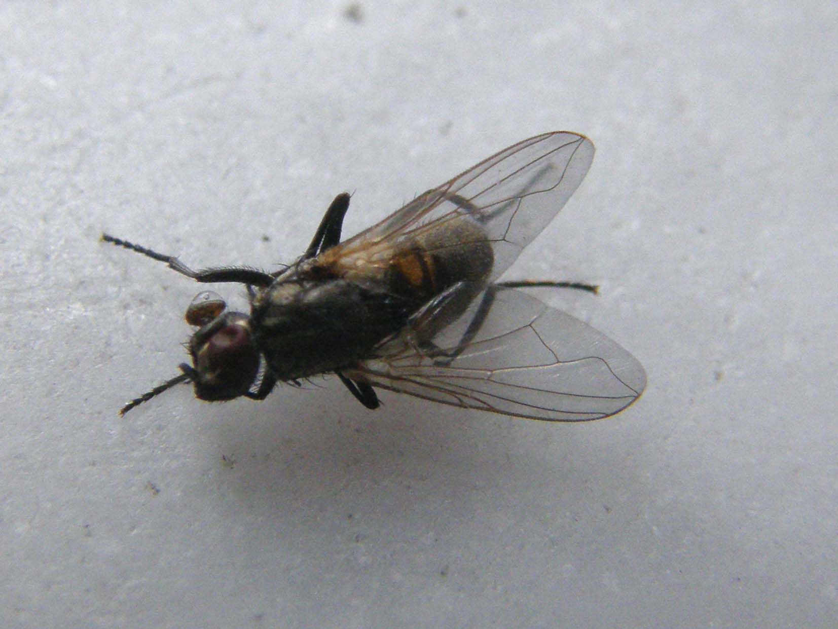 Mosca ... troppo noiosa