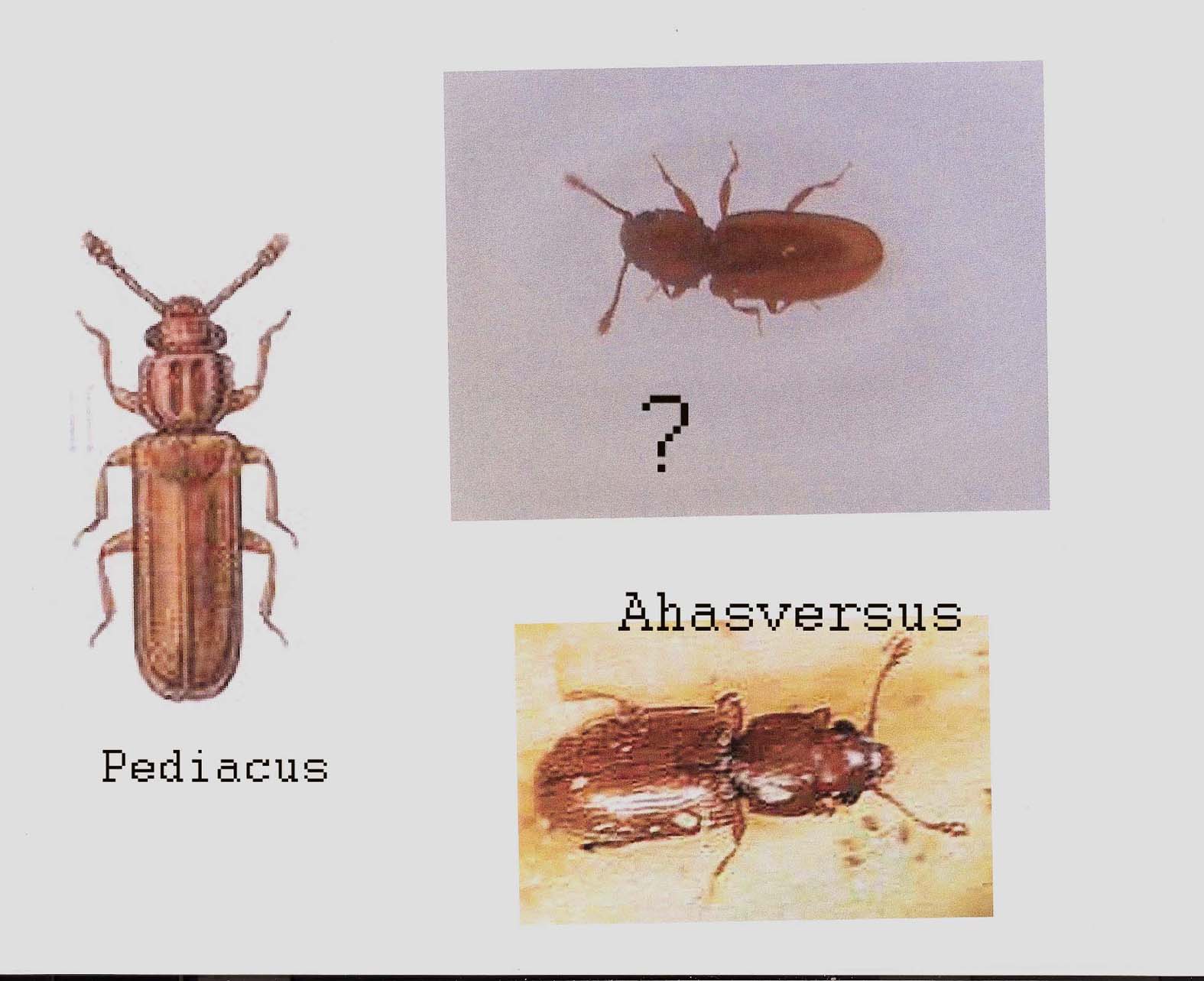 Ahasverus advena (Silvanidae)