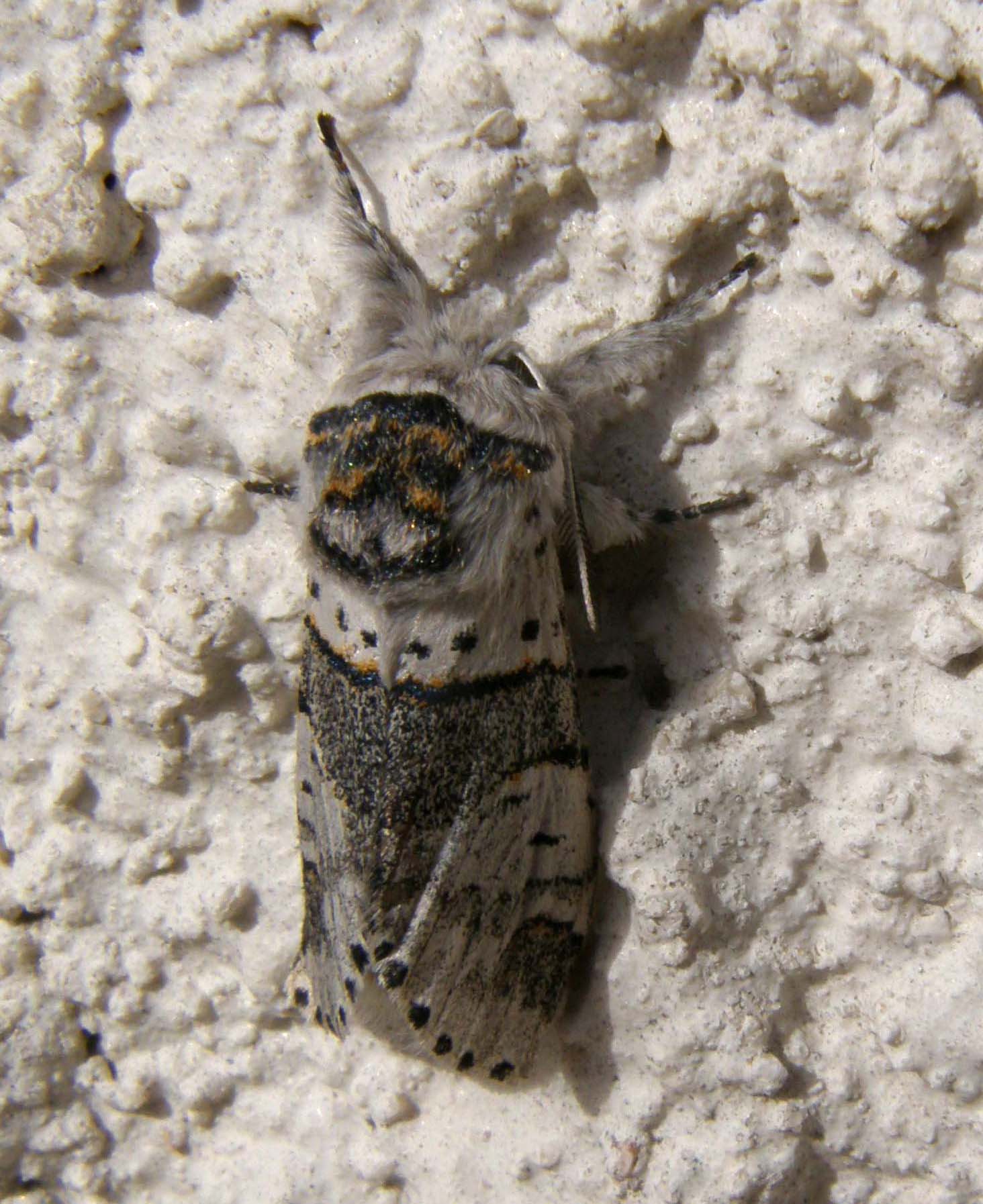 Autographa gamma e Furcula sp.