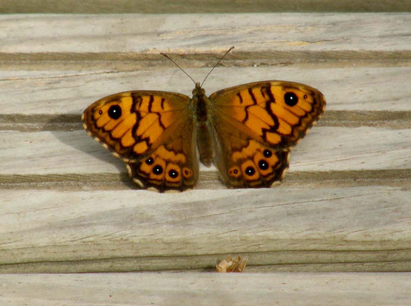 Nymphalidae (?) da identificare