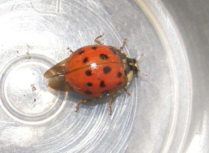 Coccinella...nuotatrice