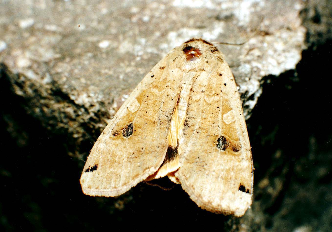 Un''altra falena da identificare: Noctua pronuba - Noctuidae