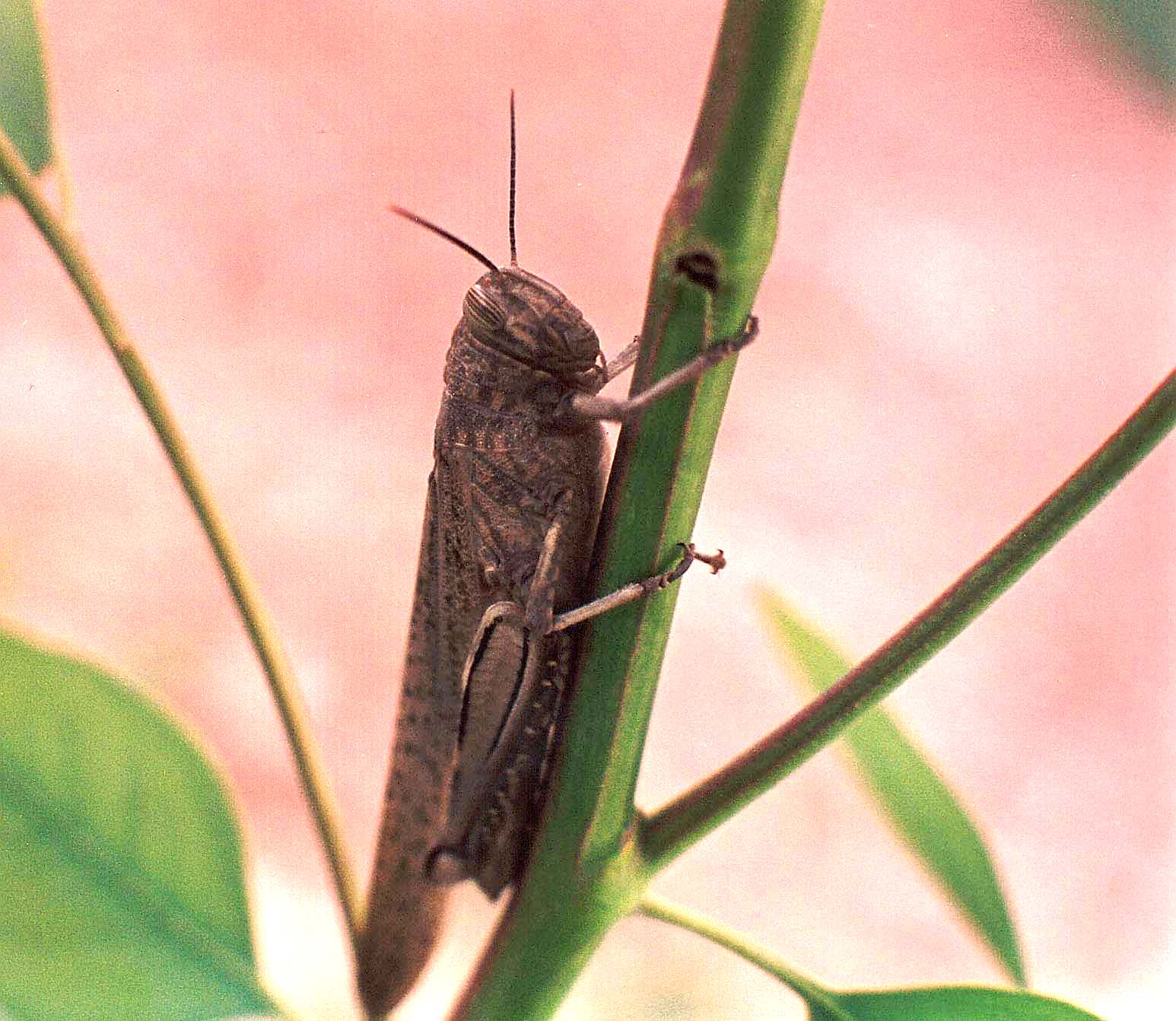 Anacridium aegyptium....marocchino