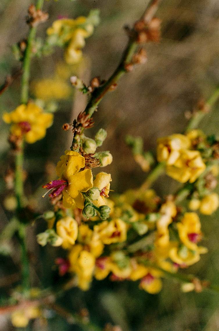 Fiore giallo a stami viola - Verbascum sp. (Lamiales - Scrophulariaceae)