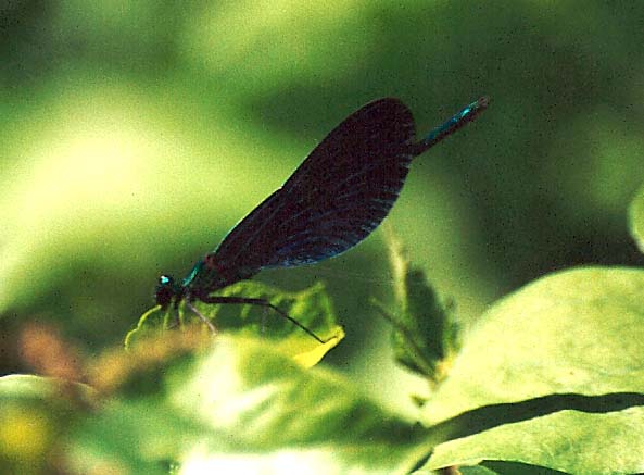 Calopteryx splendens & virgo