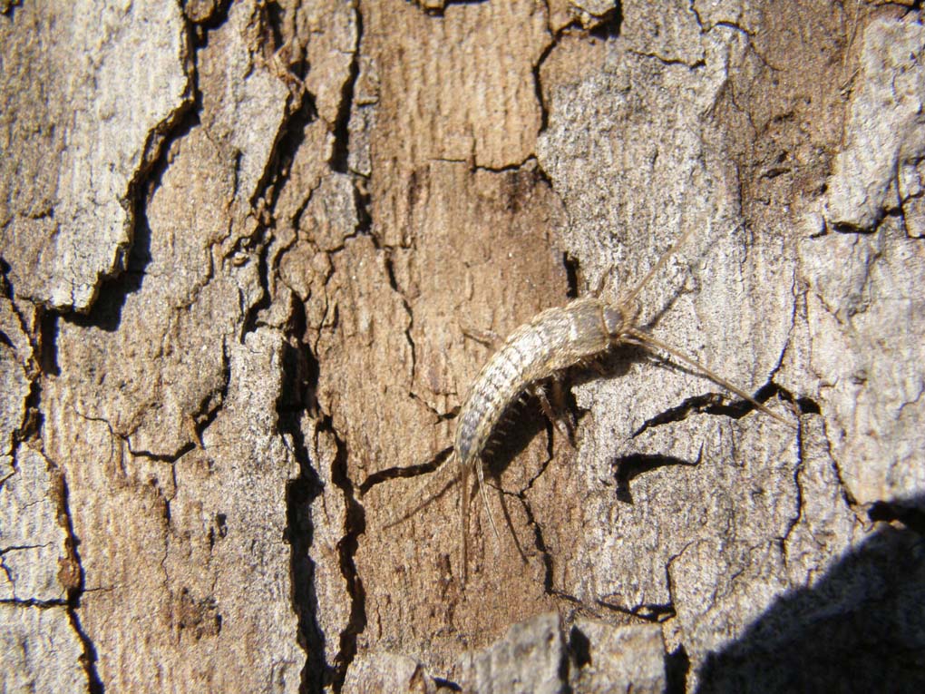 Lepismatidae (cfr. Ctenolepisma sp.) e Collembola