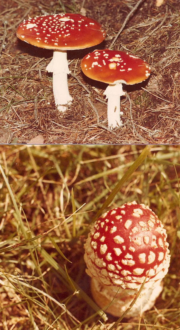 Amanita da identificare