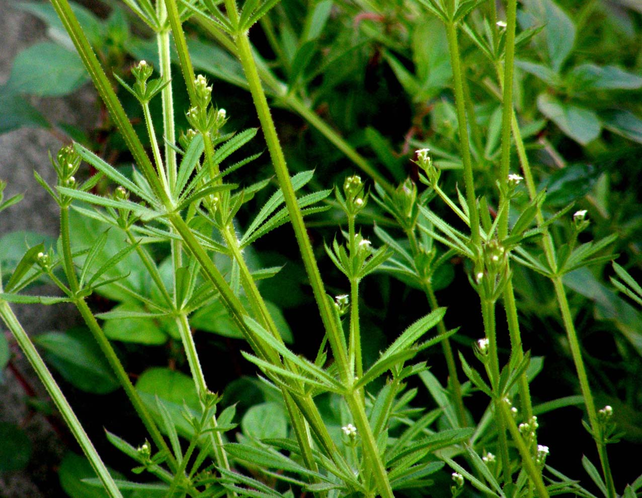 Galium aparine / Caglio asprello, attaccaveste