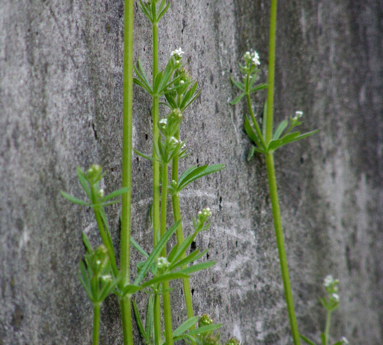 Galium aparine / Caglio asprello, attaccaveste