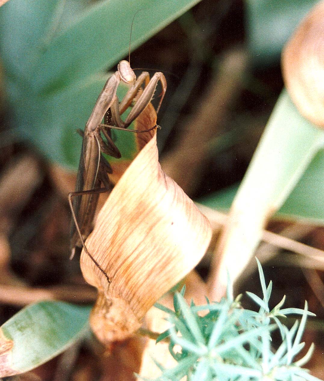 Mantidi da identificare