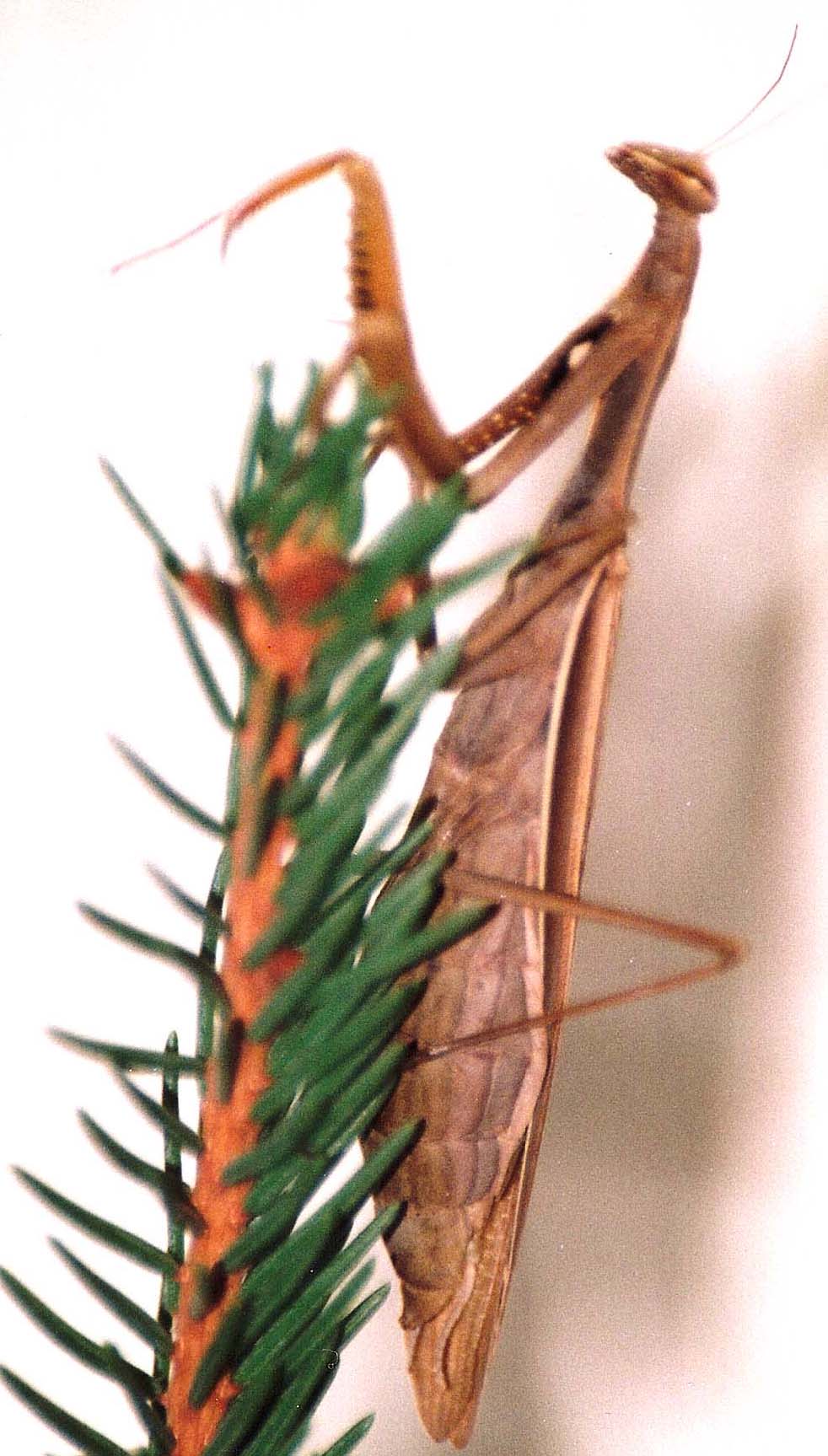 Mantis religiosa