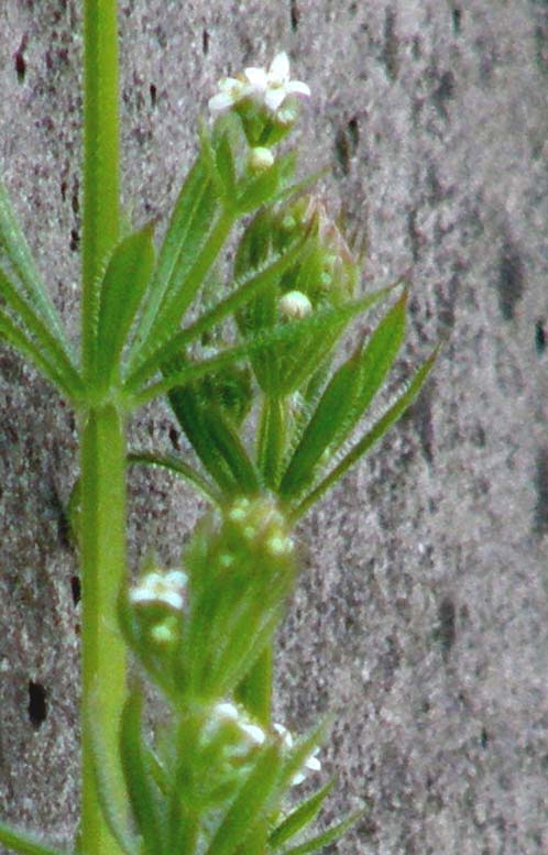 Galium aparine / Caglio asprello, attaccaveste