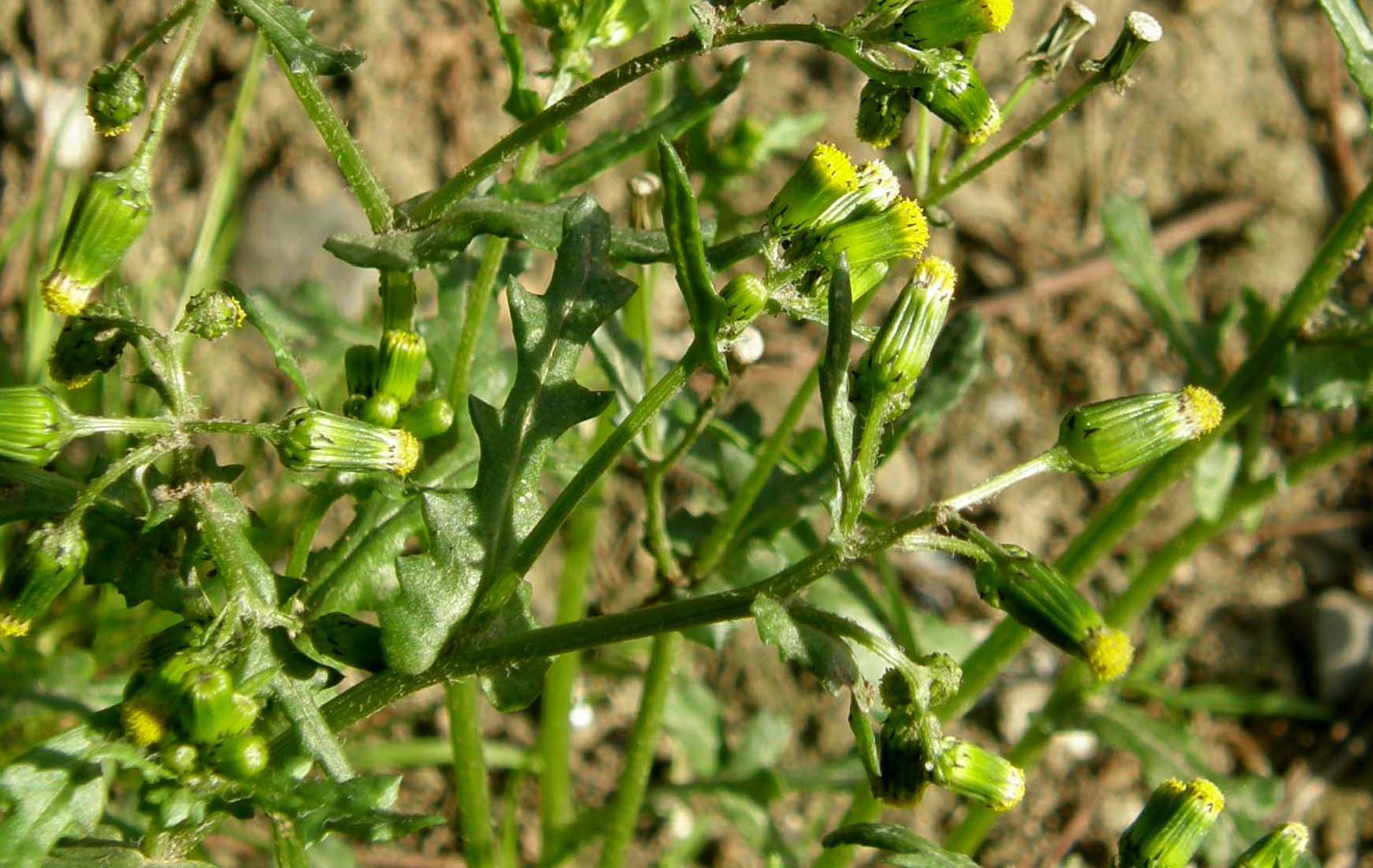Crepis vesicaria ssp. taraxacifolia e Senecio vulgaris