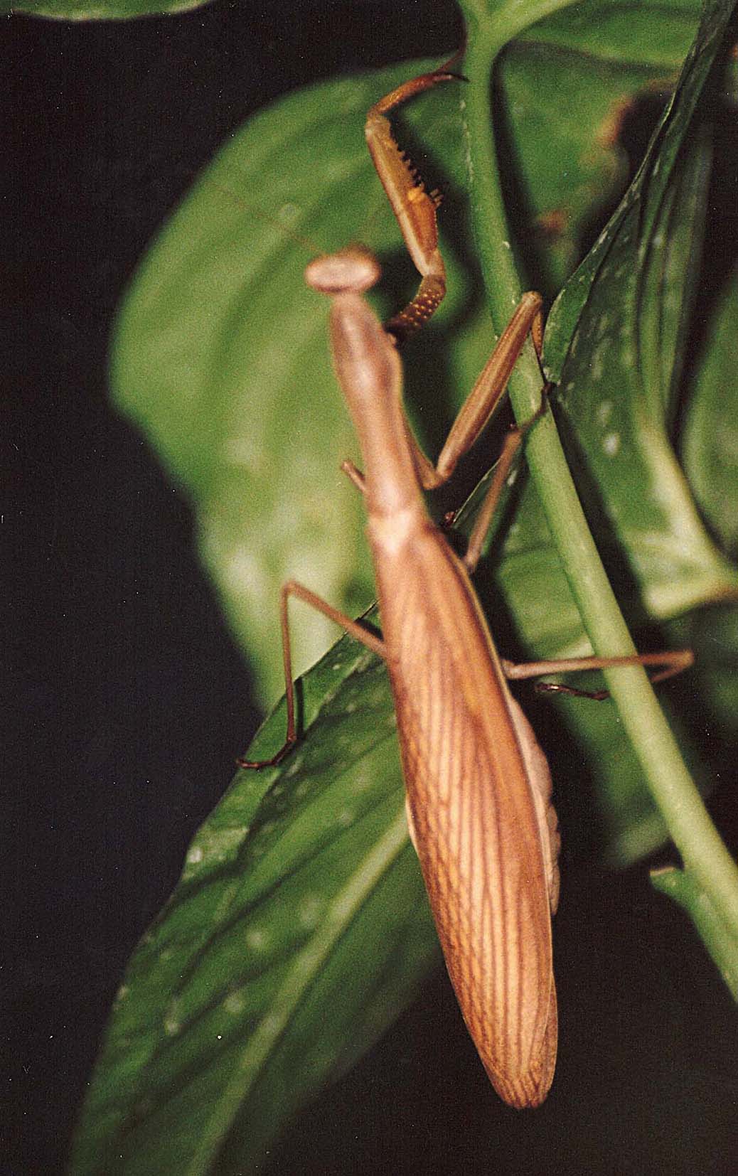 Mantis religiosa