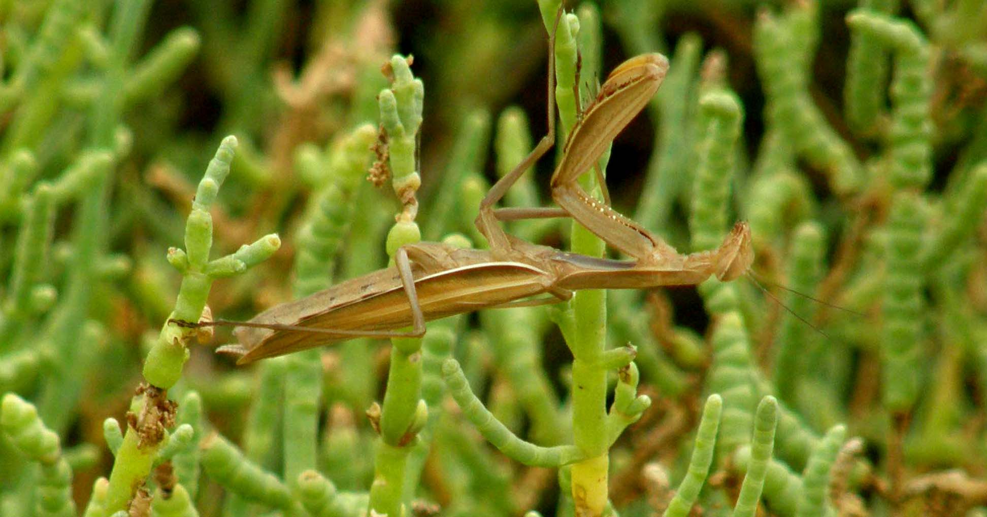 Mantis religiosa