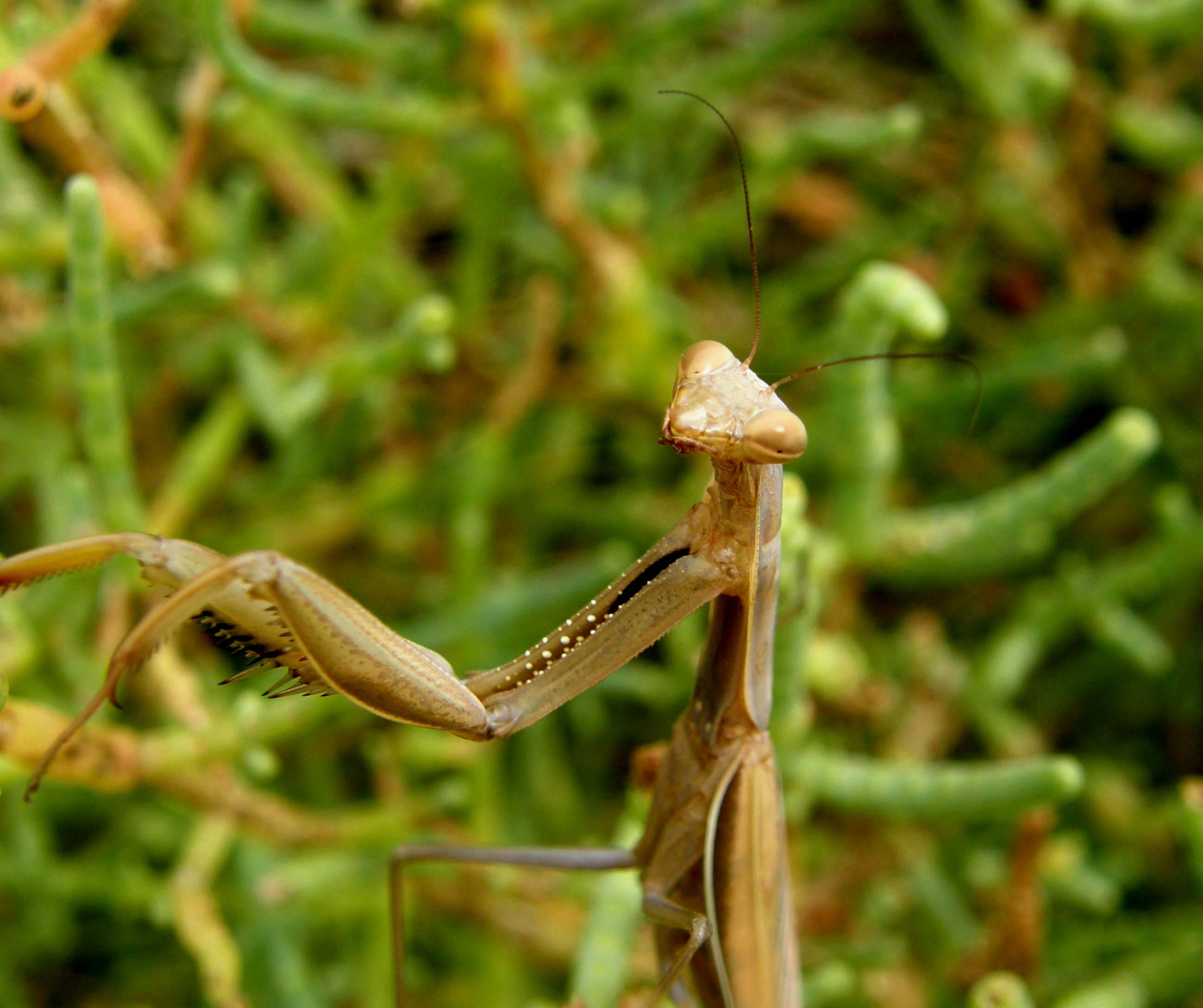 Mantis religiosa