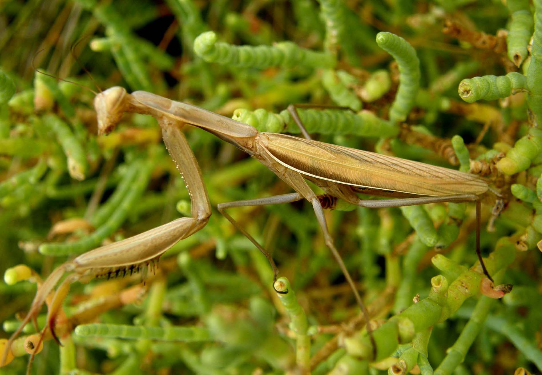 Mantis religiosa