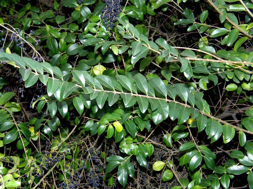 Arbusto stracarico di bacche - Ligustrum lucidum