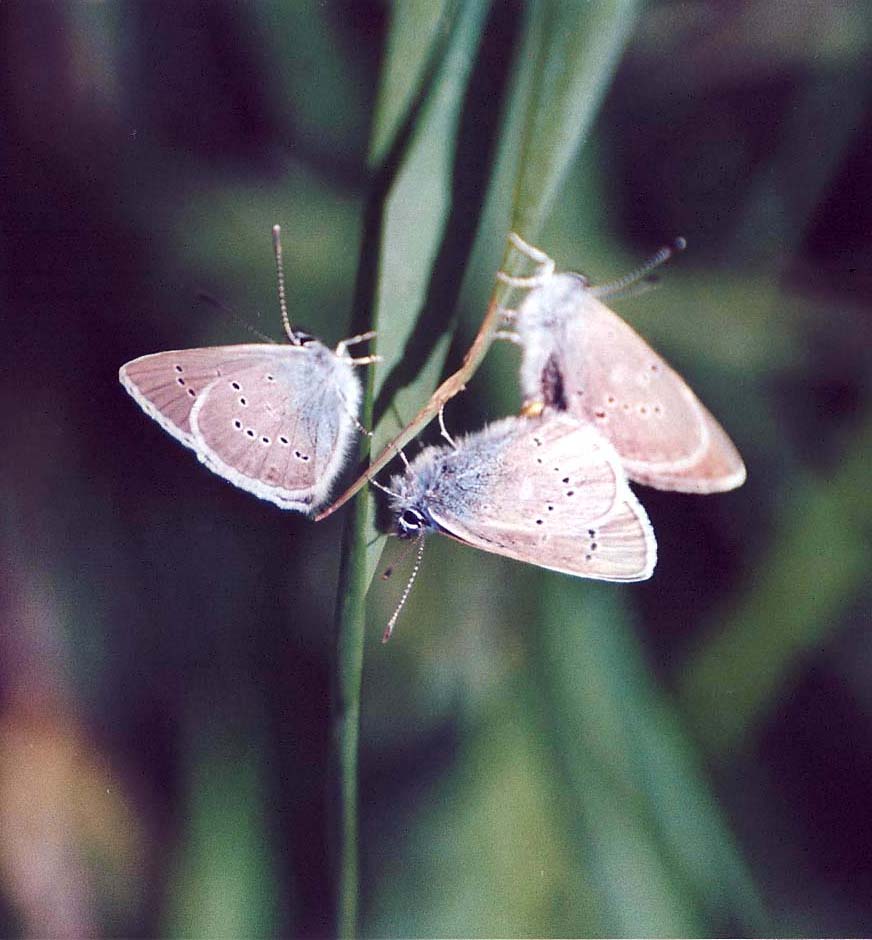 Lycaenidae da identificare