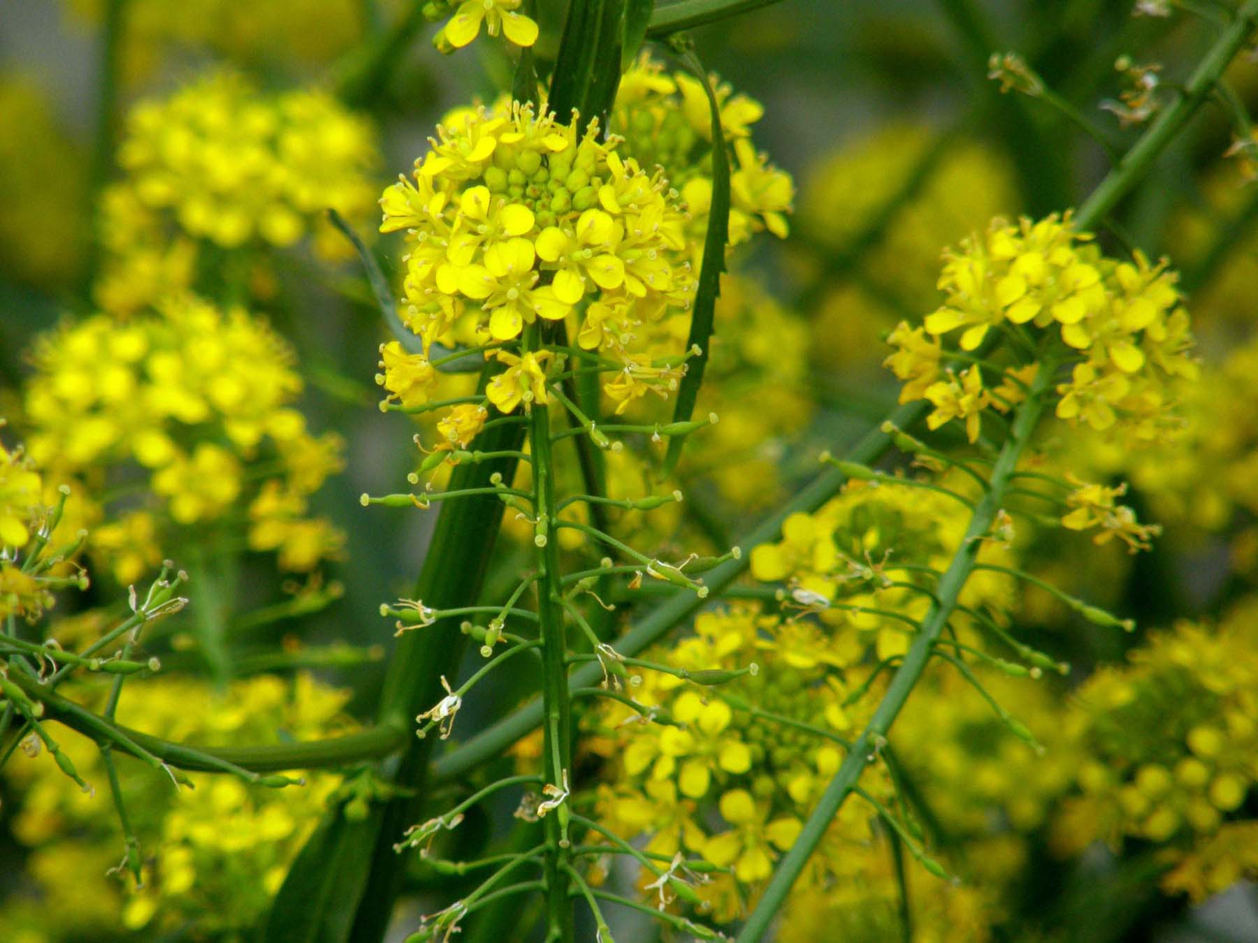 Infiorescenze gialle e bianche: Brassicaceae