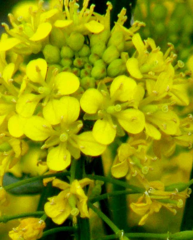 Infiorescenze gialle e bianche: Brassicaceae