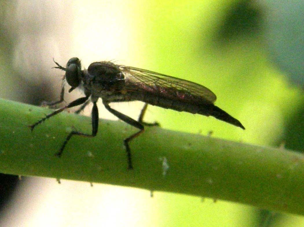 ASilidae:  femmina di Neoitamus