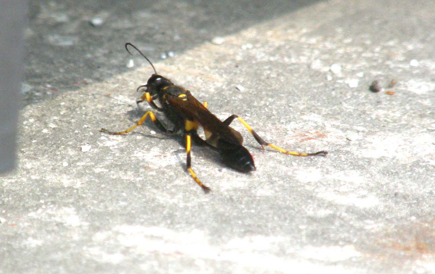 Sceliphron sp. (Sphecidae).