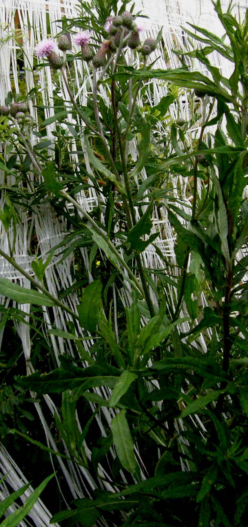 Cirsium arvense