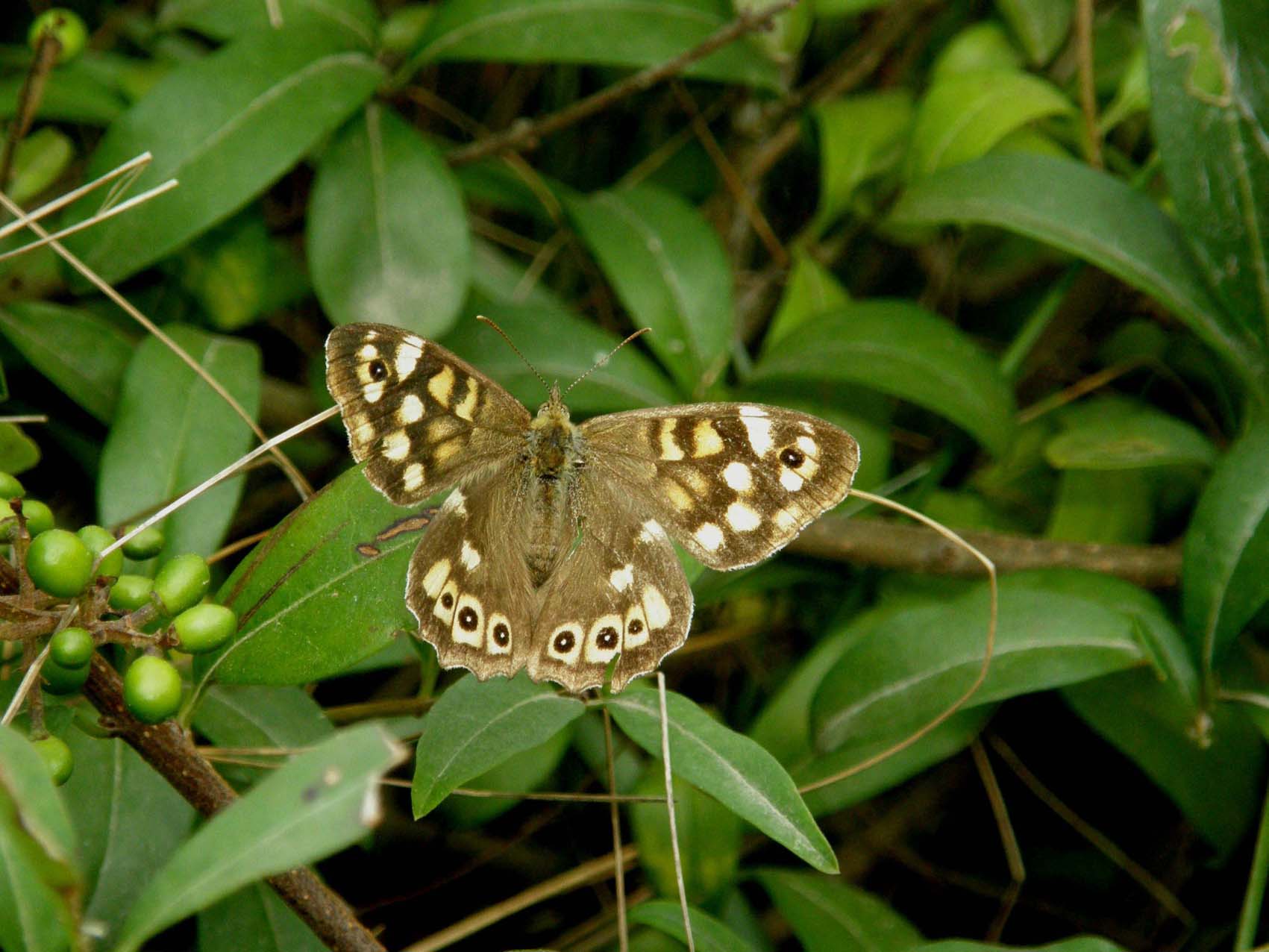 Lasiommata maegera e Pyronia tithonus