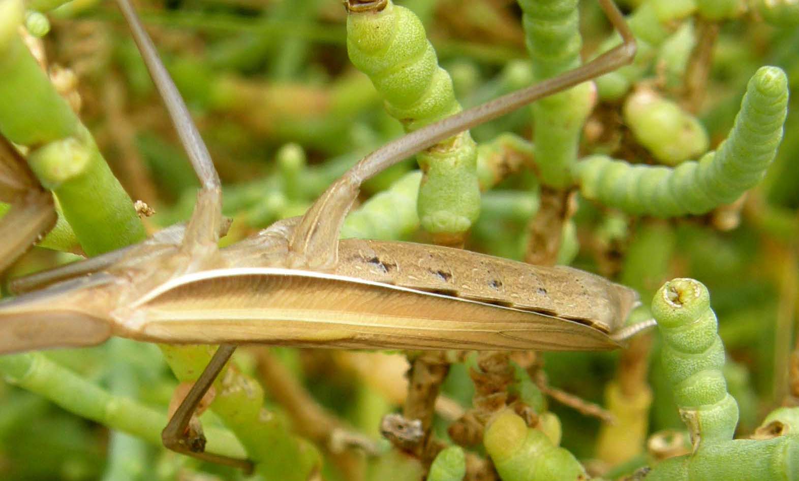 Mantis religiosa