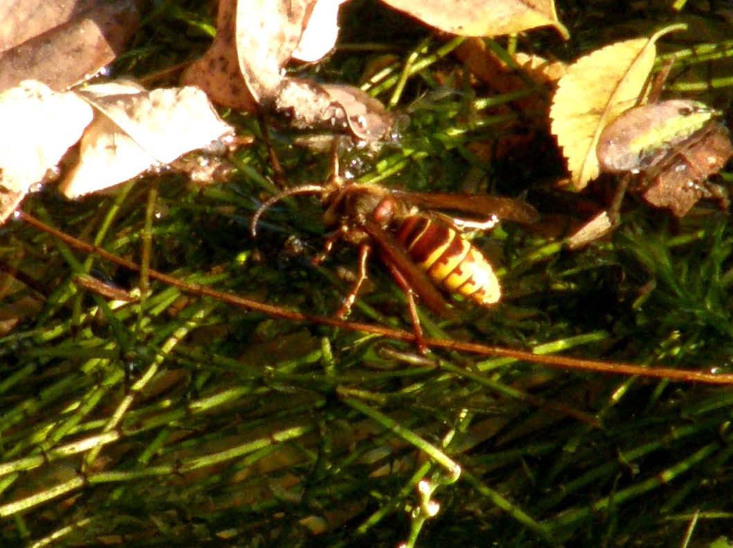 Vespa crabro (Vespidae)