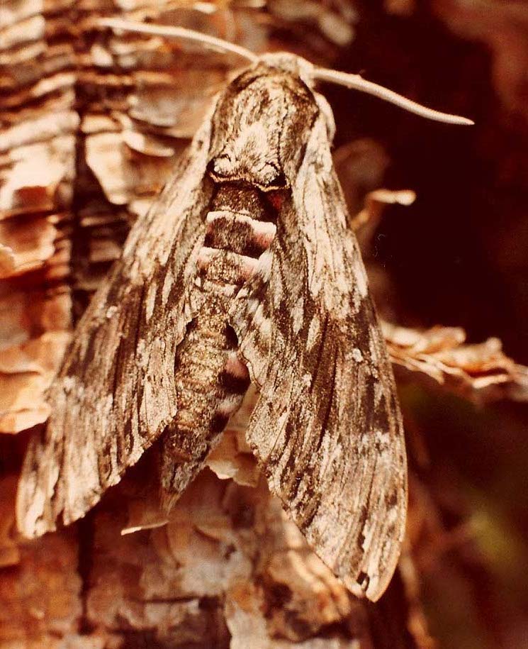 Sphingidae alpina