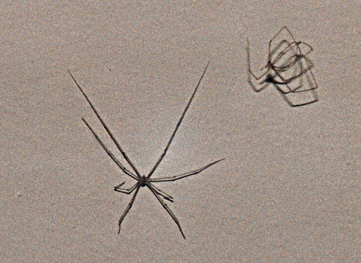 Opilione e probabile Pholcus sp.