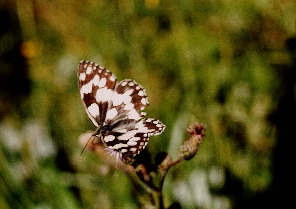 Melanargia galathea?