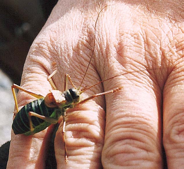 Bradyporidae francese: Ephippiger diurnus