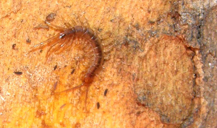 Giovane Lithobiidae