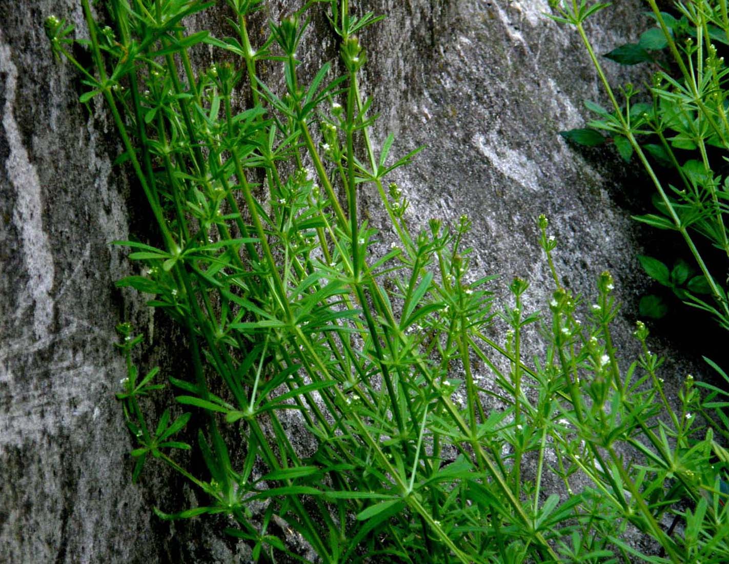 Galium aparine / Caglio asprello, attaccaveste