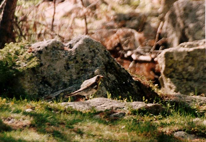 Cesena?  Si, Cesena (Turdus pilaris)