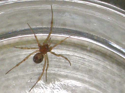 Steatoda triangulosa