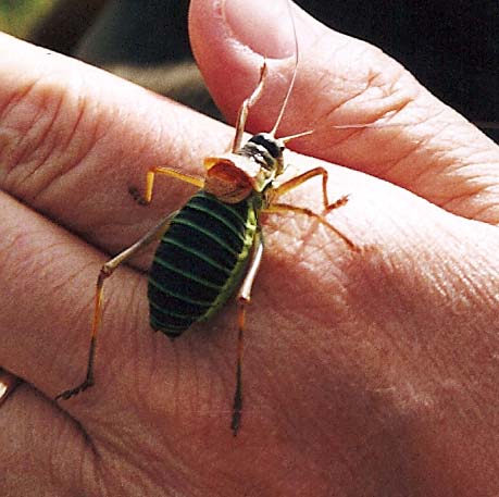 Bradyporidae francese: Ephippiger diurnus