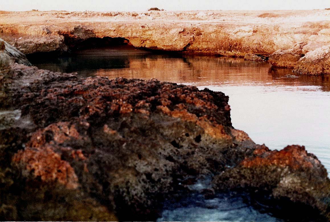 Fossili sugli scogli