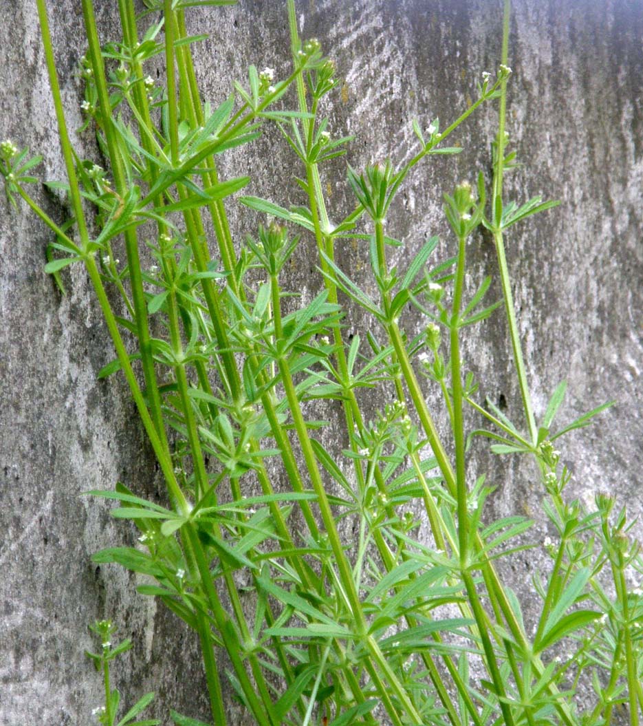 Galium aparine / Caglio asprello, attaccaveste