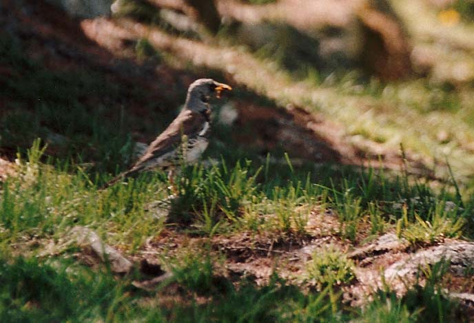 Cesena?  Si, Cesena (Turdus pilaris)