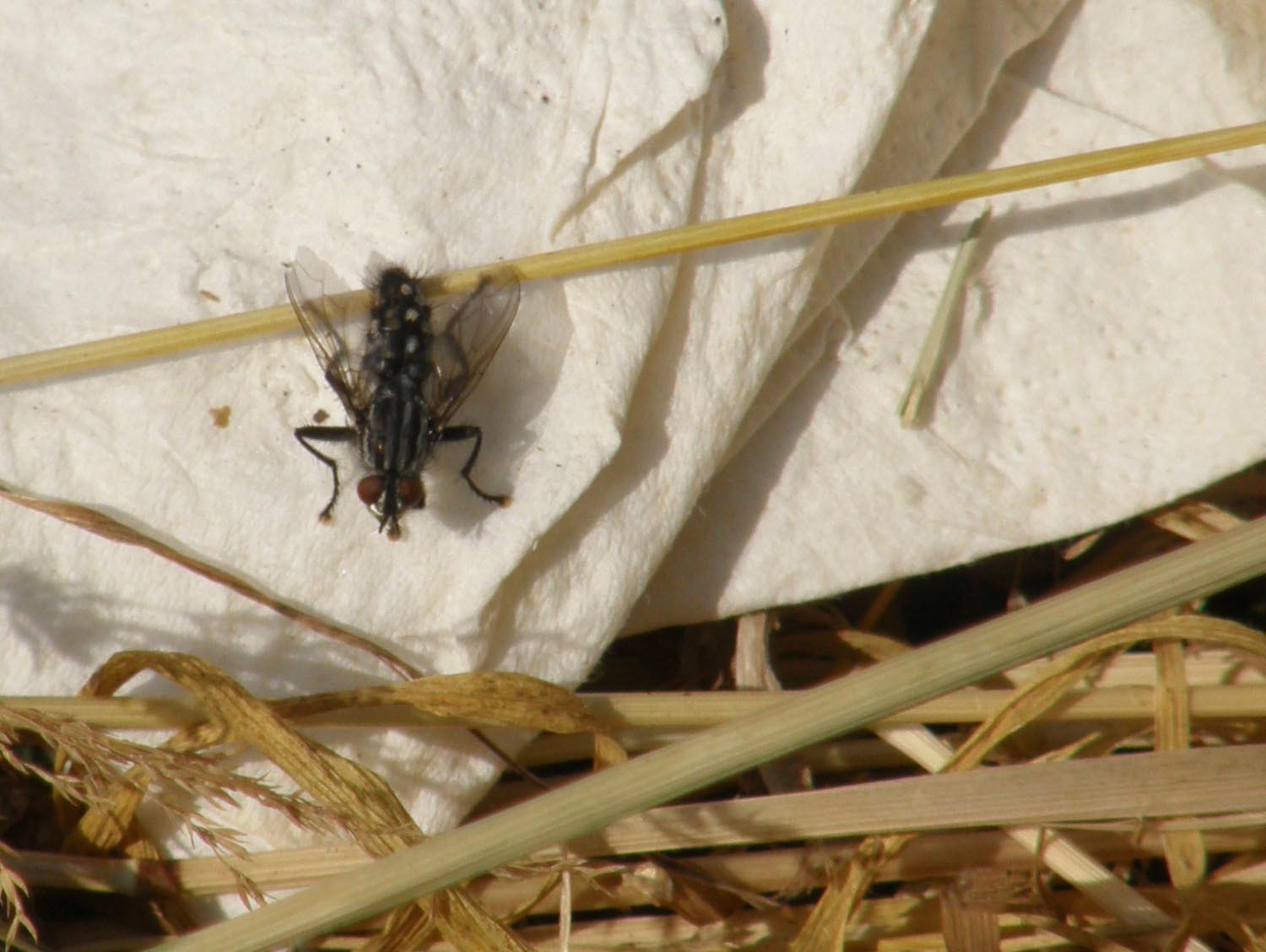 Sarcophaga sp., maschio (Sarcophagidae)