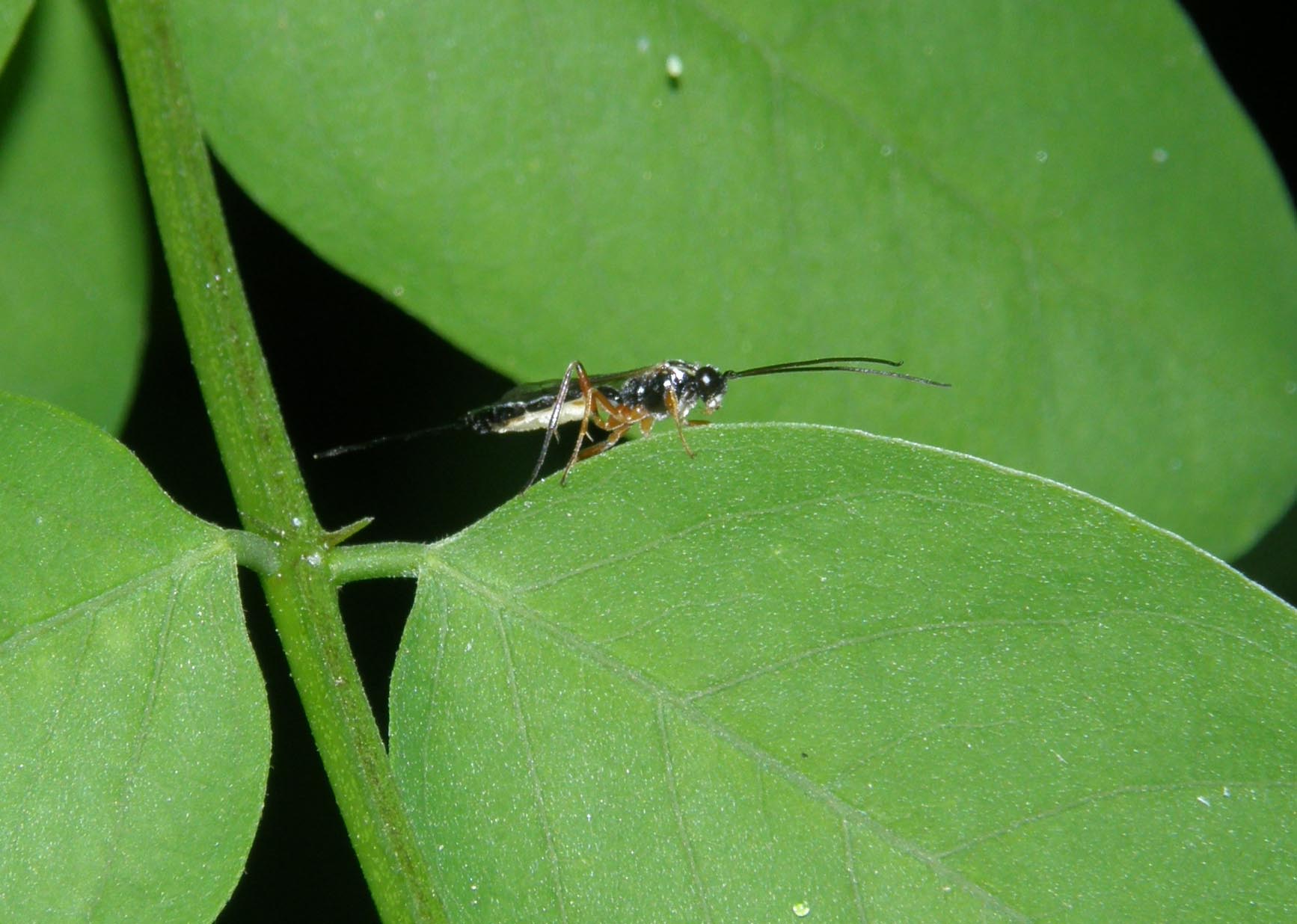 Lunga coda e lunghe antenne (Ichneumonidae )